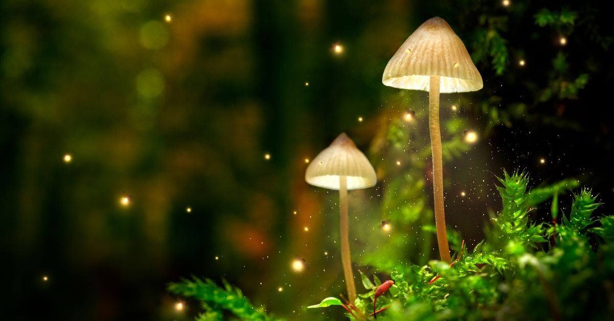 How Long Do Shrooms Last