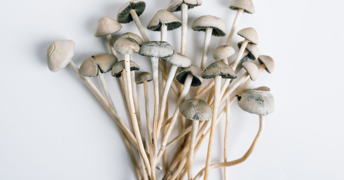 What Are Shrooms?