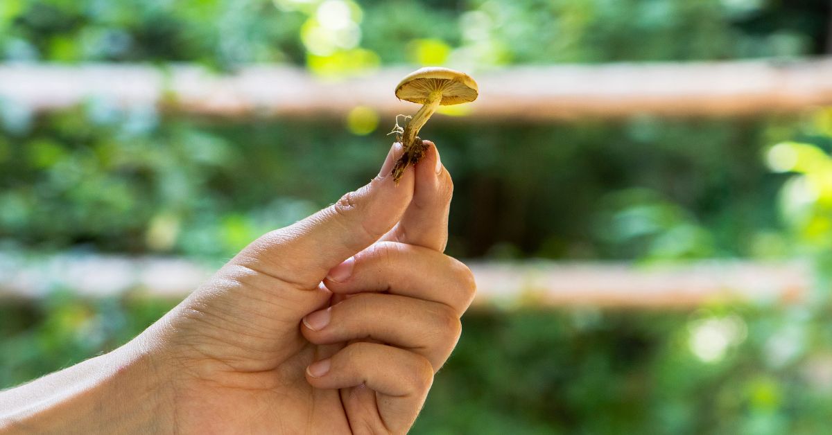 What Are the Safety and Harm Reduction Strategies for shrooms